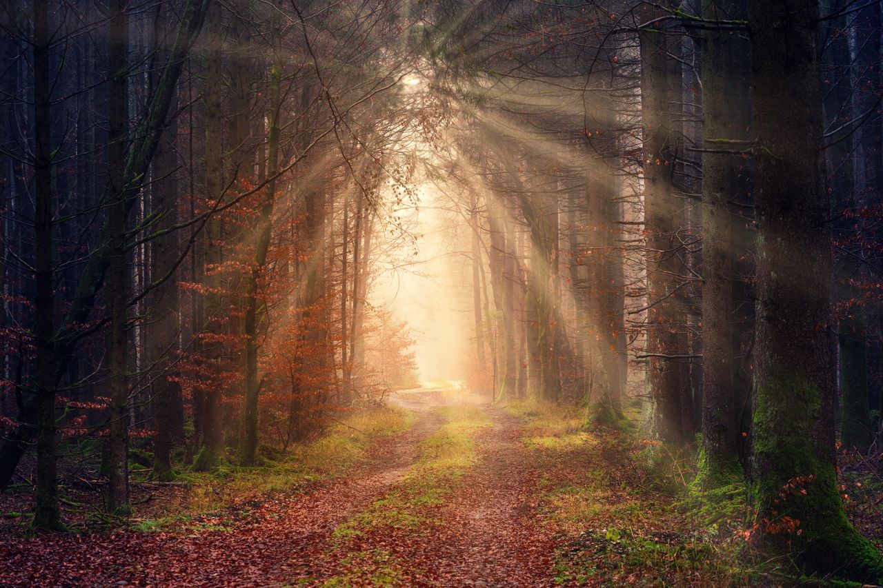 Picturesque view of grass path between growing trees illuminated by bright sun in morning during sunrise